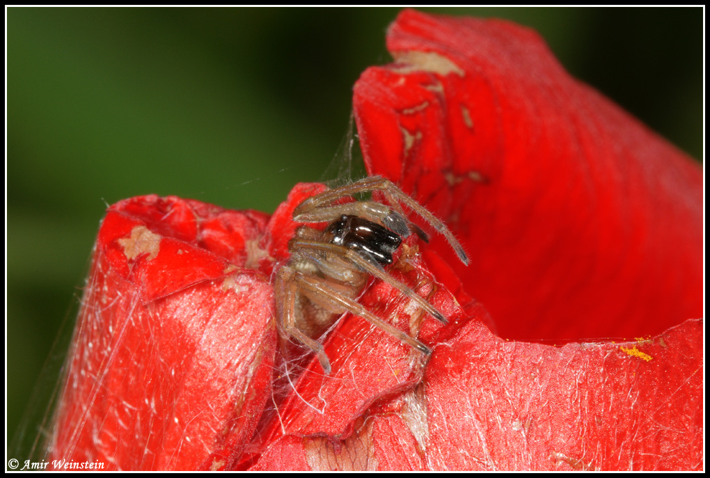 Araneae d''Israele